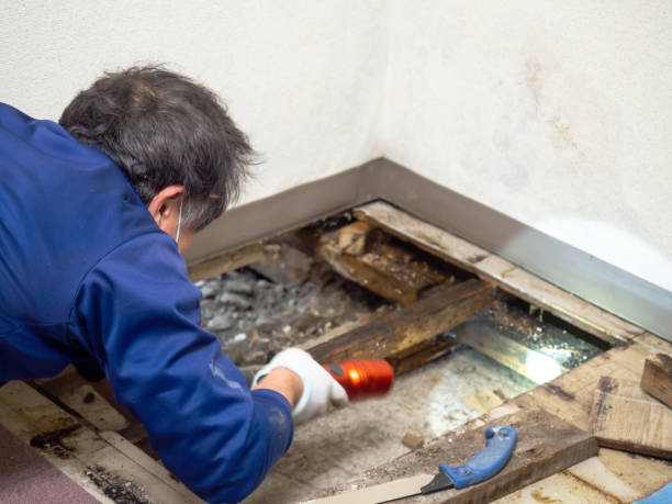 Best Mold Remediation for Specific Building Types in Kent City, MI