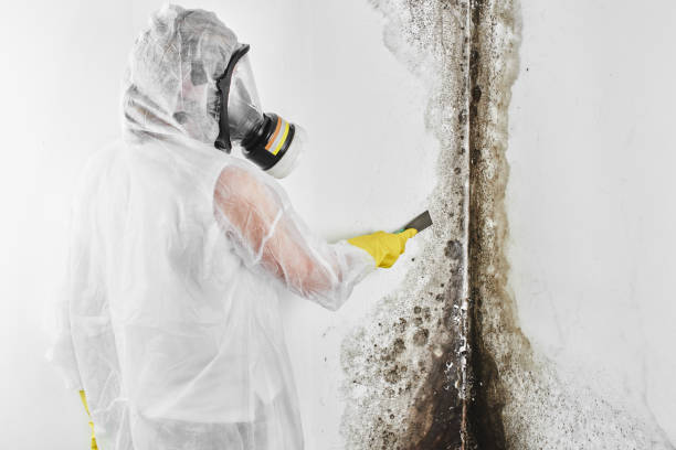 Best Emergency Mold Remediation in Kent City, MI