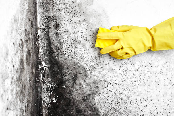 Professional Mold Remediation in Kent City, MI