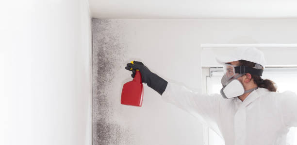 Best Black Mold Remediation in Kent City, MI