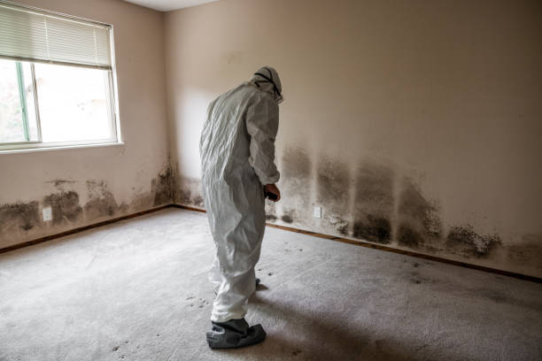 Best Commercial Mold Remediation in Kent City, MI