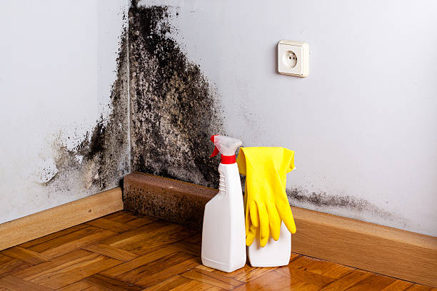 Best Residential Mold Remediation in Kent City, MI