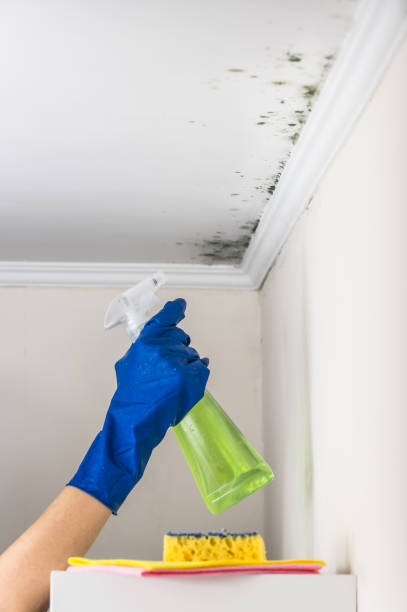 Best DIY Mold Remediation Support Services in Kent City, MI