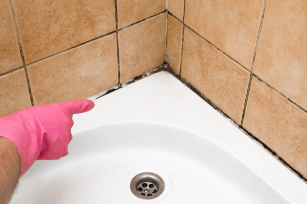 Best Localized Mold Remediation (e.g., coastal areas, humid climates) in Kent City, MI