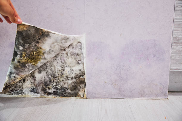 Best Industrial Mold Remediation in Kent City, MI